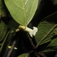 <i>Diospyros acuminata</i>  (Thwaites) Kosterm.